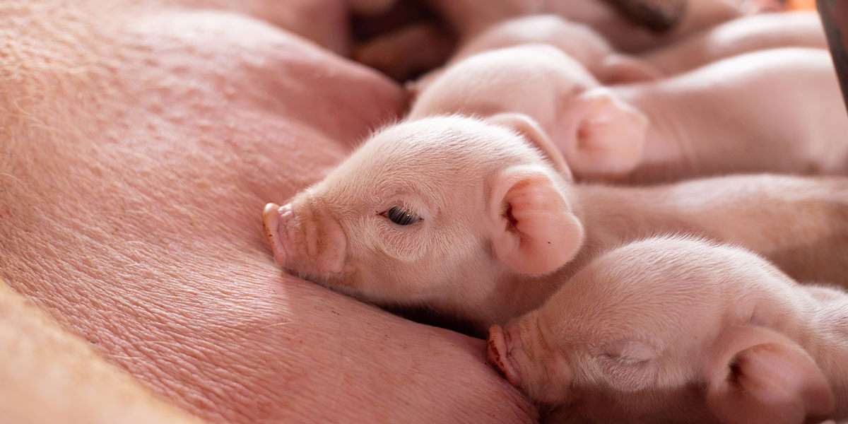 6 tips for sucessful sow farrowing lactation