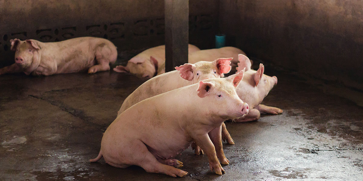 how to manage and treat sick pigs