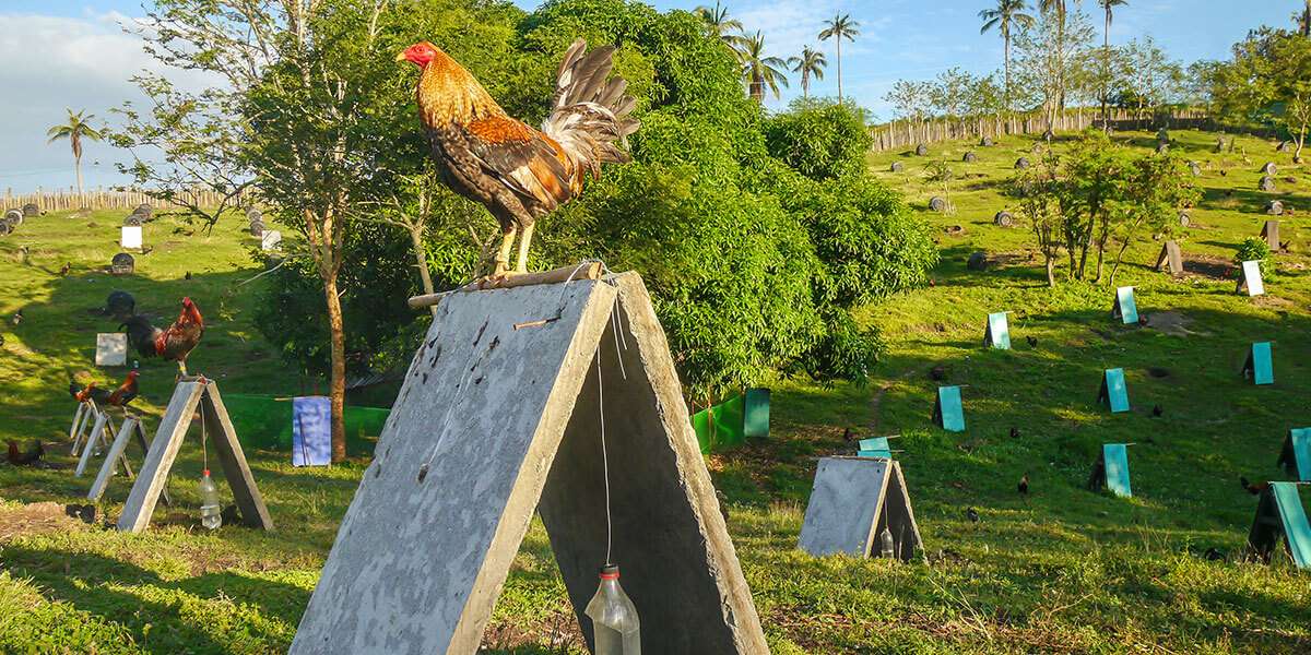 gamefowl nutrition and vitamins guide