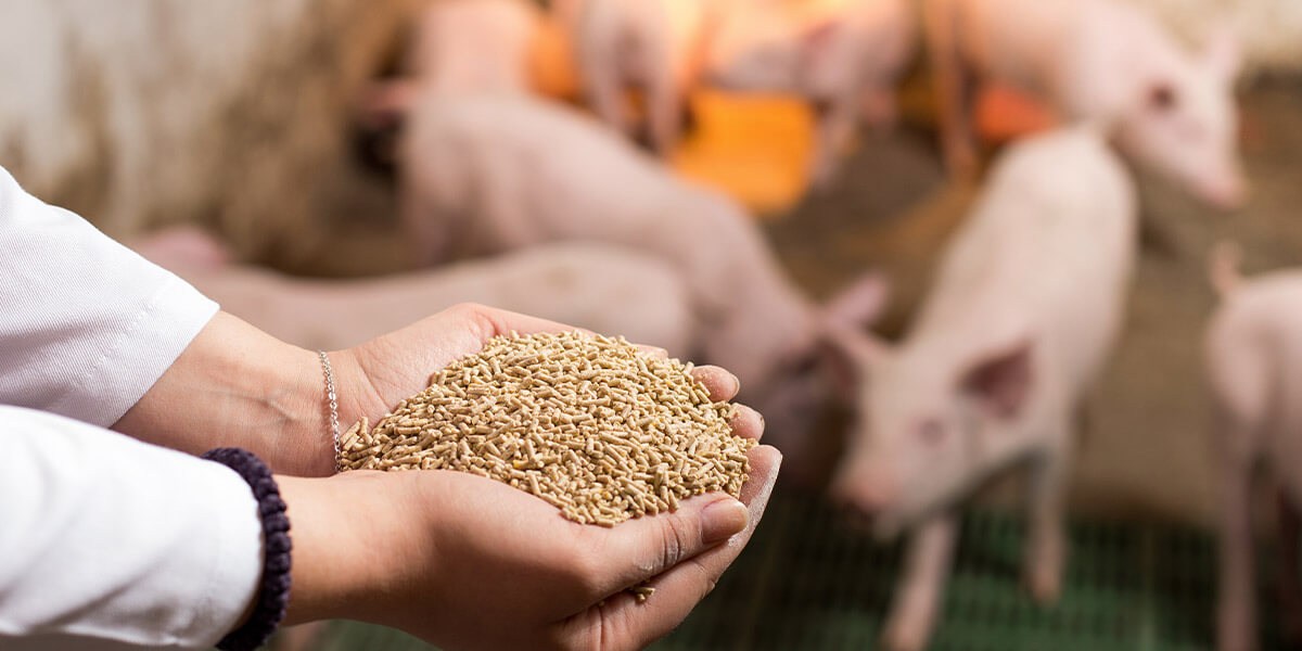 complete guide on proper feeding and nutrition for pigs