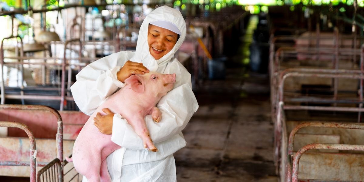 See why you need Vitamin B12 for your pig farm!