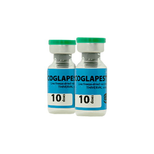 coglapest - hog cholera vaccine