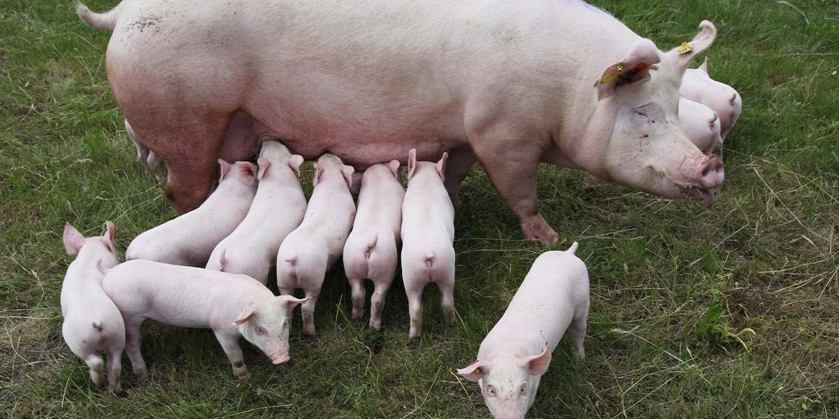 Para sa mga buntis na sow, tutulong ang mga tips na ito.