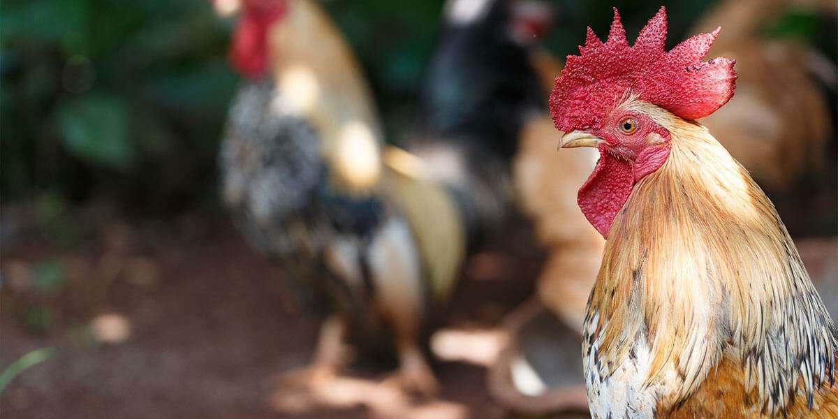 how to manage and take care of your roosters