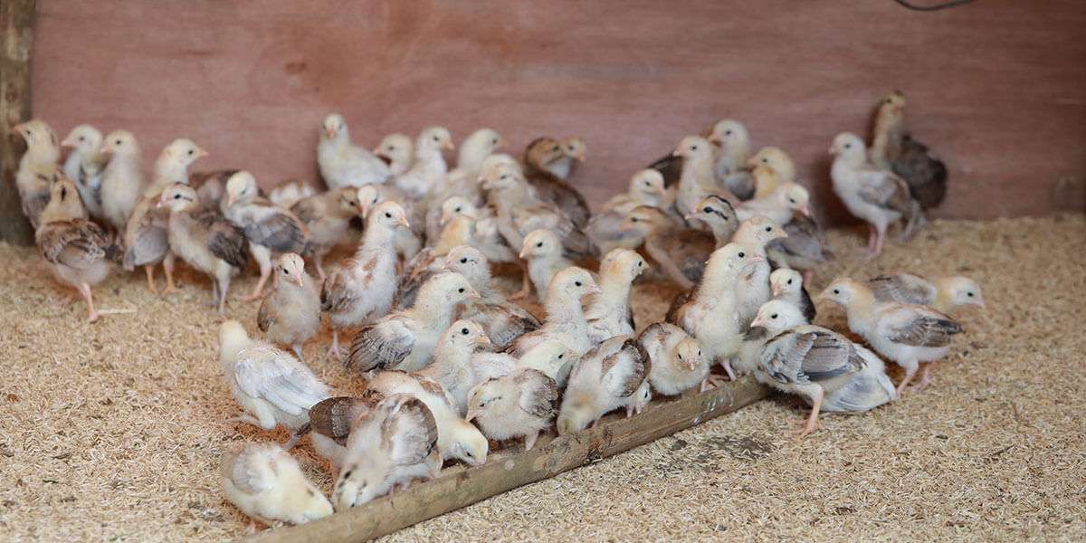 gamefowl breeding tips for egg and chick management