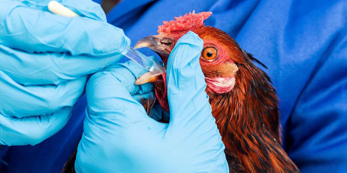 gamefowl vaccination guide and techniques