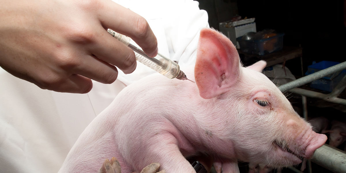 swine and piglets vaccination facts