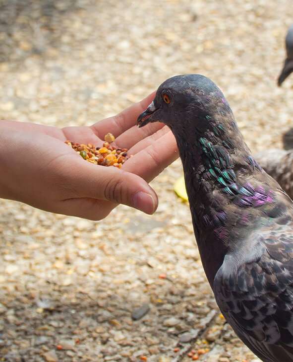 supplier of pigeon feeds, supplements and medication