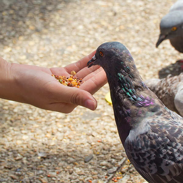 supplier of pigeon feeds, supplements and medication