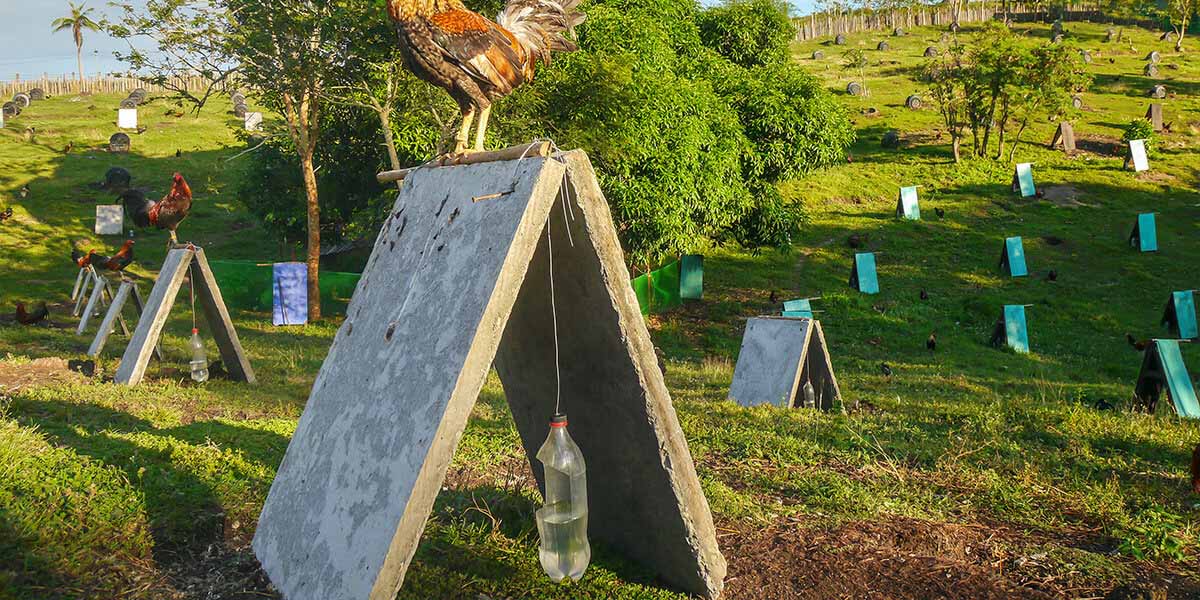 ways to prepare for gamefowl breeding season