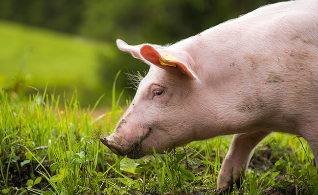 swine nutrition and pig feeds