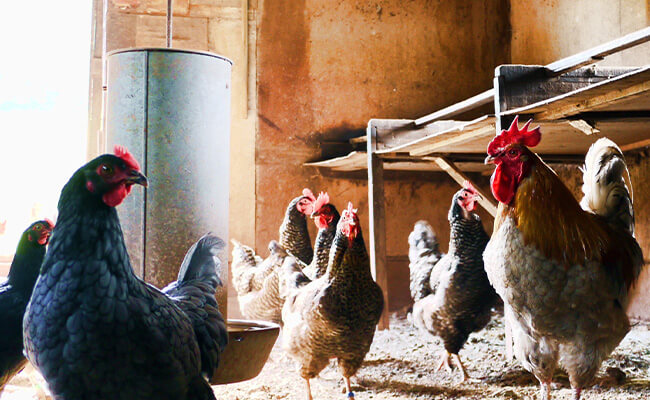 broiler, layer and duck feeds