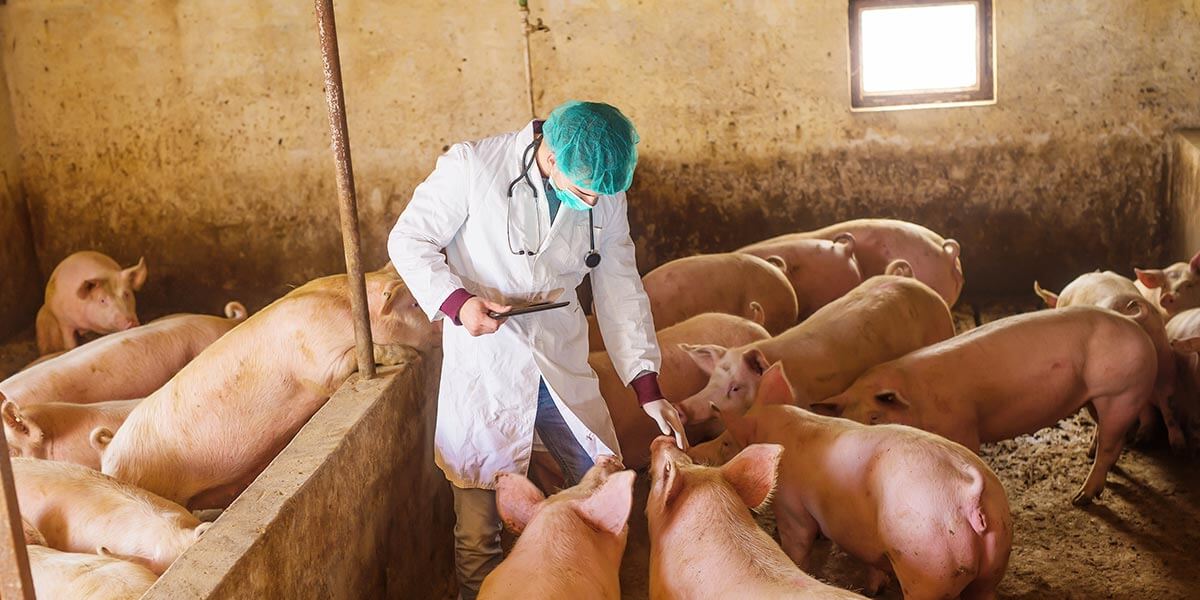 pig & swine nutrition guide