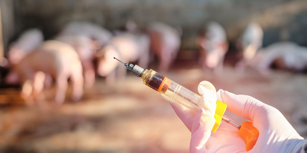 oral antibiotics for swine & pigs