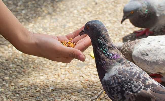 wingmaster - specialized pigeon feeds and products